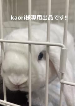 kaori様専用、リピーター様割引きしています！小動物のおやつのサムネイル