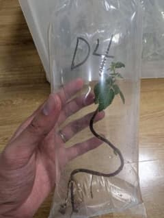 ベゴニア系 水草 D4 Begoniaのサムネイル