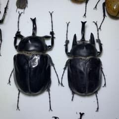 アクティオンゾウカブト　♂2頭　標本 m26544256268_1.jpg?1769172739