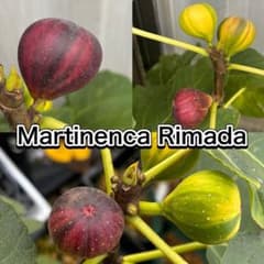 m26548181900_1.jpg?1760936415
