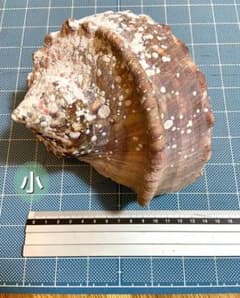 夜光貝 小1個と中2個　合計３個セットのサムネイル