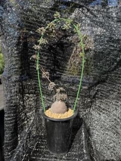 キフォステンマ モンタグナッキー現地株 発根済み - メルカリ