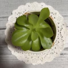 植物 食虫植物ムシトリスミレ 鉢サイズ6.5センチ鉢ごとお譲りですNO44