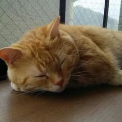 にゃんこ様専用のサムネイル