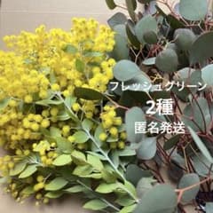 2種 ユーカリ ポポラス パールアカシア ミモザ フレッシュ 生花 - メルカリ