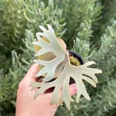 P. willinckii 'Jenny' TC 2145 - メルカリ