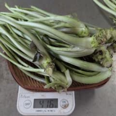 安曇野産　わさびの茎　5キロ 安曇野産茎わさび(400g) - メルカリ
