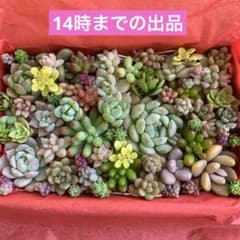 多肉植物　カット苗詰め合わせのサムネイル
