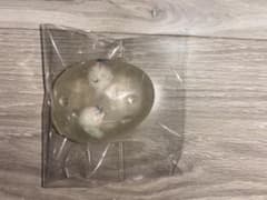 【非売品・レア‼️】ぎょろぎょろ目玉スクイーズのサムネイル