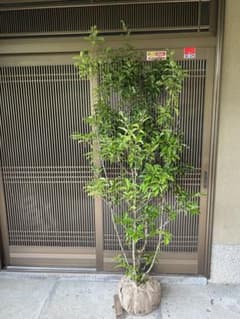 ソヨゴ 希少な雌雄混植株 高さ約2.1m 特大株 極上品 九州、東北は追加