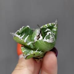 アガベ 巨獣　極上中株！早い者勝ち！ z16特選優秀血統株 アガベ チタノタ 海王 上品 極上絶狂棘超凶暴鋸歯