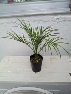 【沖縄産】フェニックスロベレニー⑯　 観葉植物 　ドライガーデン　 ヤシのサムネイル