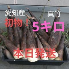初物！本日発送‼️朝掘り新鮮たけのこ(真竹)約5キロ‼️ - メルカリ