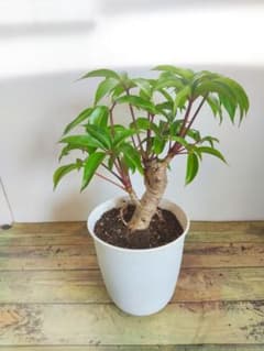 【観葉植物】シェフレラ　ツピタンサス　6号　ラウンド白鉢のサムネイル