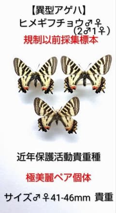 【異型アゲハ】ヒメギフチョウ2♂1♀ 標本セット★青森県産★ 規制以前採集品貴重 異型アゲハ】ヒメギフチョウ2♂1♀ 標本セット☆青森県産☆ 規制以前