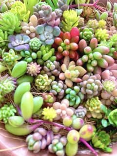 多肉植物 カット苗 プリプリパック♪のサムネイル