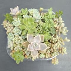 多肉植物 抜き苗 寄せ植え ピーチパーフェクト - メルカリ