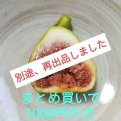 Becane（ベカーヌ ） 収穫確認済み イチジク苗 Becane（ベカーヌ ） 収穫確認済み イチジク苗 - メルカリ