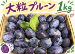 126.青森りんご農家の大粒プルーン 1kgのサムネイル