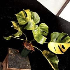 ロ*ー様 斑入りモンステラボルシギアナオーレア黄斑4号鉢植え56cm発根済み安心 斑入りモンステラボルシギアナオーレア黄斑4号鉢植え52cm発根済み安心