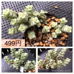 パステル　抜き苗　多肉植物のサムネイル