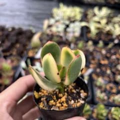 さ*♡様 多肉植物 クラッスラ 金のなる木花月錦 斑入り 抜き苗発送
