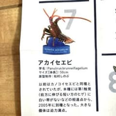 タクティカルシラット 教則DVDセット | Buyee, 온라인 대리 쇼핑 서비스