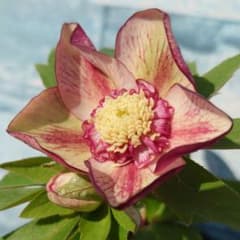 ☀️ クリスマスローズ開花株☀️ 4号鉢植え ☀️のサムネイル