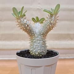 m26644362060_1.jpg?1713772690