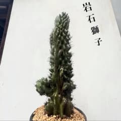 ✨2026✨柱サボテンセレウス①岩石獅子 鬼面角綴化 多肉植物サボテン