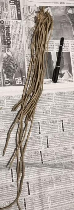 アスパラガス  苗　中苗1株のサムネイル