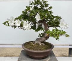 さつきG 華宝 超曲木 - メルカリ