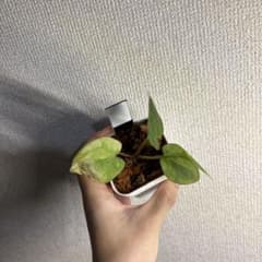 と*ロ様 Anthurium AOS✖️RVDP斑入り - メルカリ