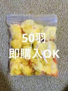 リピート購入、複数購入で＋10羽 送料無料 国産 新鮮安全 冷凍ひよこ 500羽 リピート購入で＋10羽】 送料無料 国産 新鮮安全 冷凍ひよこ 50羽