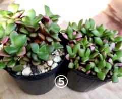 ⑤多肉植物　桜吹雪2ポット分のサムネイル