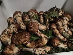 岩手県産 松茸 9/15.昼取り500gのサムネイル