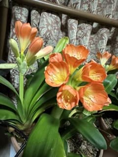 メルカリ便で発送❣️現品　実生苗　君子蘭　緑花　大株　抜き苗 君子蘭 実生 ポット苗19 - メルカリ