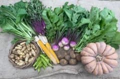 【綾善farm】季節のお野菜セットM 8〜10品のサムネイル