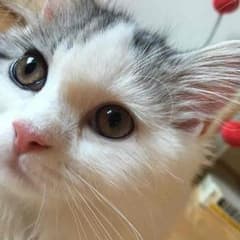 むうさま専用のサムネイル