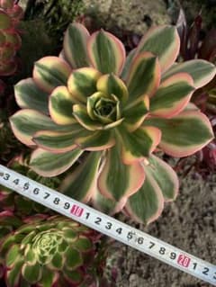 アエオニウム 仙墨 紫浪 カット苗 1カット 多肉植物 大苗 | Buyee