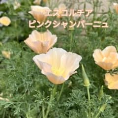 エスコルチア　ピンクシャンパーニュ　種　0.1ml (約50粒）