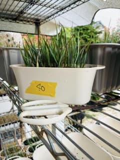 専用ページ　ユッカロストラータ　40苗2個　鉢のまま発送 ユッカロストラータ 40苗 鉢のまま発送 - メルカリ