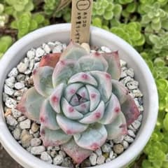 h*i様 多肉植物エケベリア実生苗セット 「ホリコロ×中里リンゼアナ」他4種 04.【nicori】ホリコロ×中里リンゼアナ ニコリさん苗 多肉 エケベリア