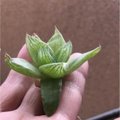 ハオルチアのサムネイル