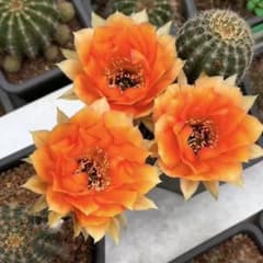 蘭*君様 マヤスター 黒喉 新品種花サボテン エキノプシス属 カキコ