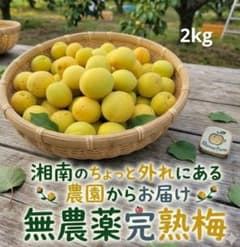 ③ 完熟梅 2kg 訳あり 無農薬 - メルカリ