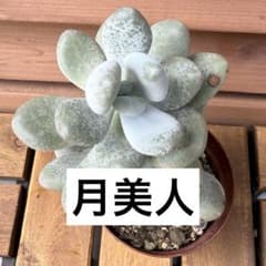 【多肉植物】月美人 抜き苗 第四種発送 多肉植物 ぷっくり葉のサムネイル
