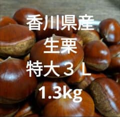 香川県産 生栗 特大３Ｌ 1.3kgのサムネイル