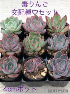 多肉植物 毒りんご♡交配種セット 多肉植物 毒りんご♡交配種セット① - メルカリ