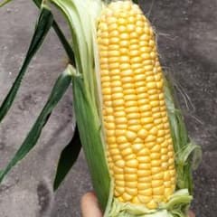 果物大好き様専用　8本　5/1収穫発送のサムネイル